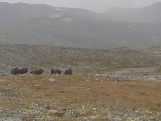 Referat kamerataften 21. januar 2016